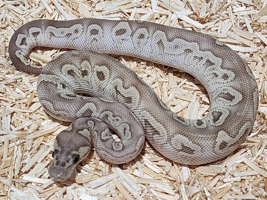 GHI Lesser Clown 100% Het Desert Ghost Ball Python by Crème de la ...