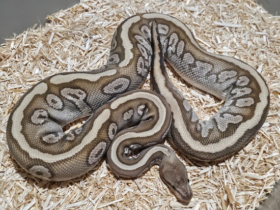 HGW Mystic 100% Het Pied Ball Python by Crème de la Clutch Exotics