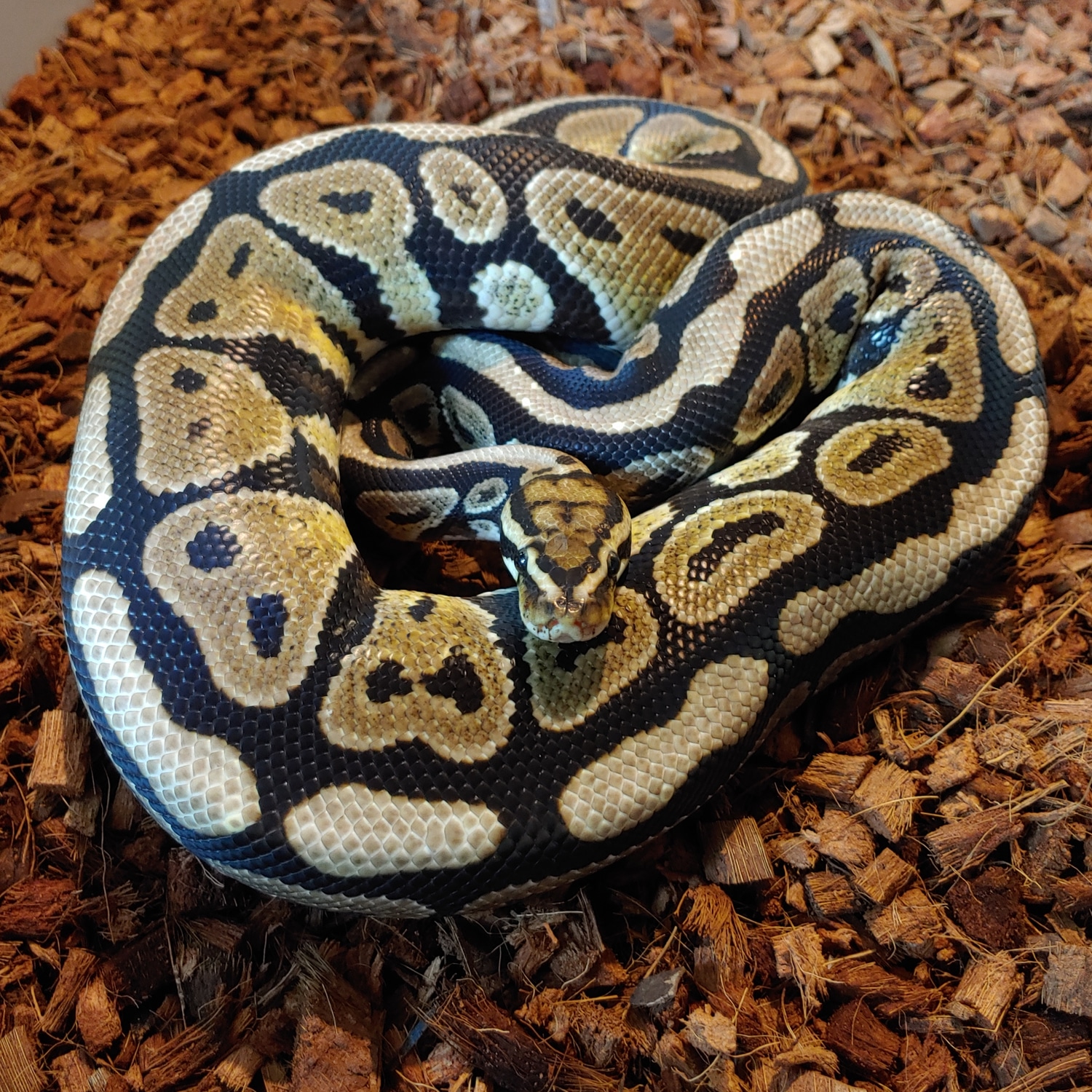 1400g Fire Spotnose Het Clown Ball Python by Crescent Serpents ...