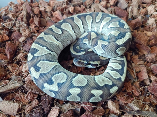 Enchi Mystic Het Pied 50 Lav Ball Python by Crescent Serpents