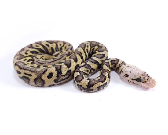 Pastel Spot Clown Ball Python by Crescent Serpents