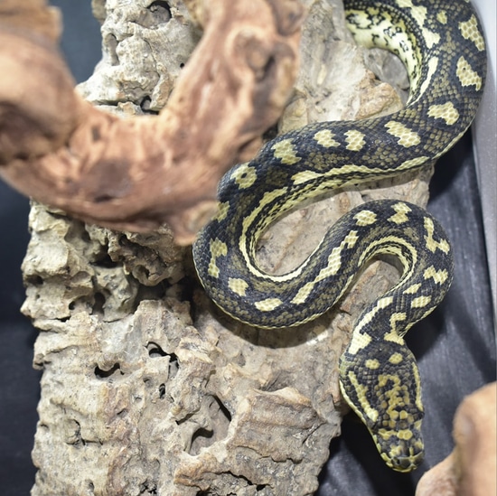 Diamond Bredli Female Diamond Carpet Python by Crestie Kingdom