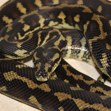 Pure Papuan Female Irian Jaya Carpet Python by Crestie Kingdom ...