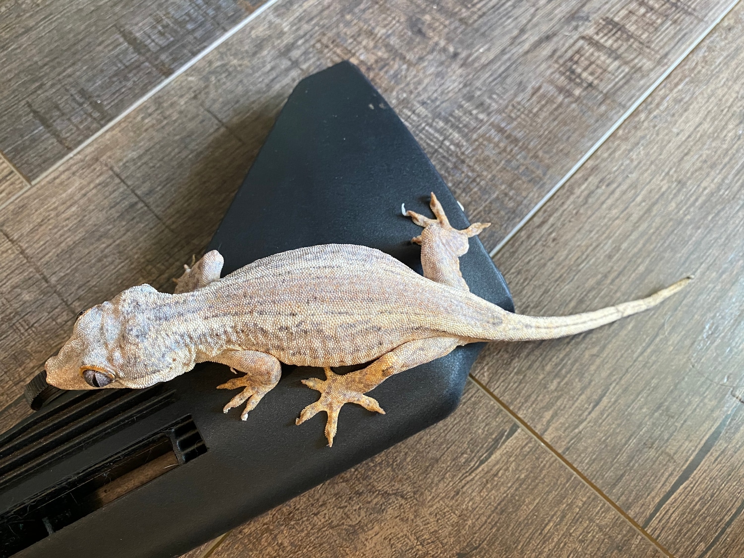 Adult Female Gargoyle Gecko by Small Scale Exotics MorphMarket