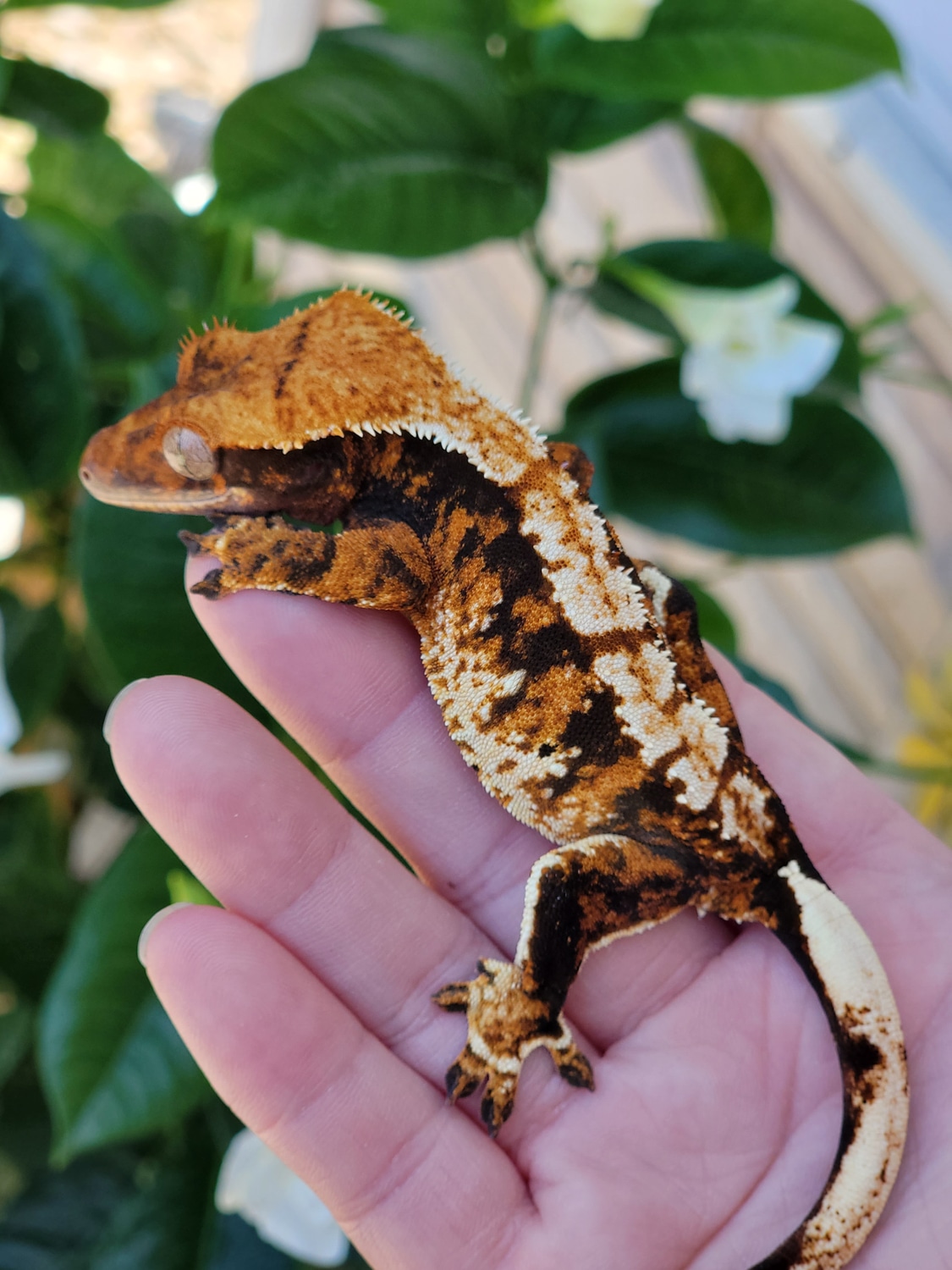 High Contrast Tri-color Crested Gecko by Crestopia Reptiles,llc ...