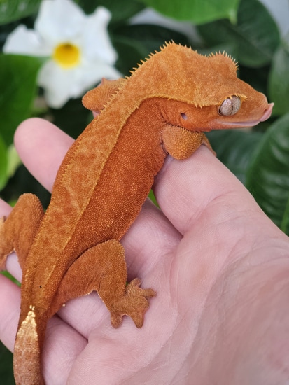 Red Patternless Crested Gecko By Crestopia Reptiles Llc