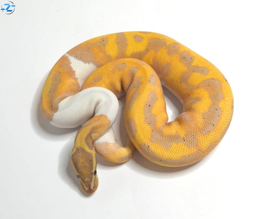 Banana Piebald Ball Python by Crimson Coils