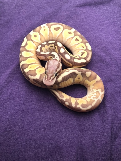 Pastel Butter Yellow Belly Ball Python by R C Royal Morphs