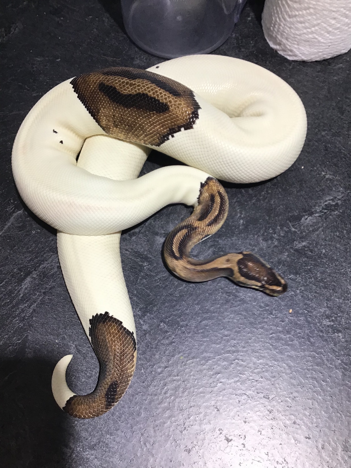 Pied Bald Ball Python by R C Royal Morphs - MorphMarket