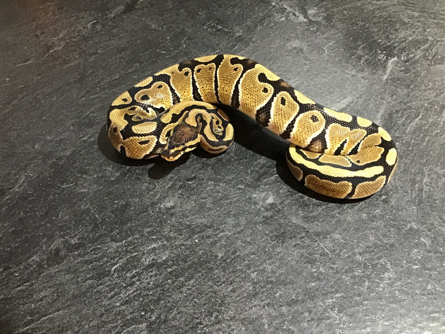 Specter 100% Het Clown Ball Python by R C Royal Morphs - MorphMarket