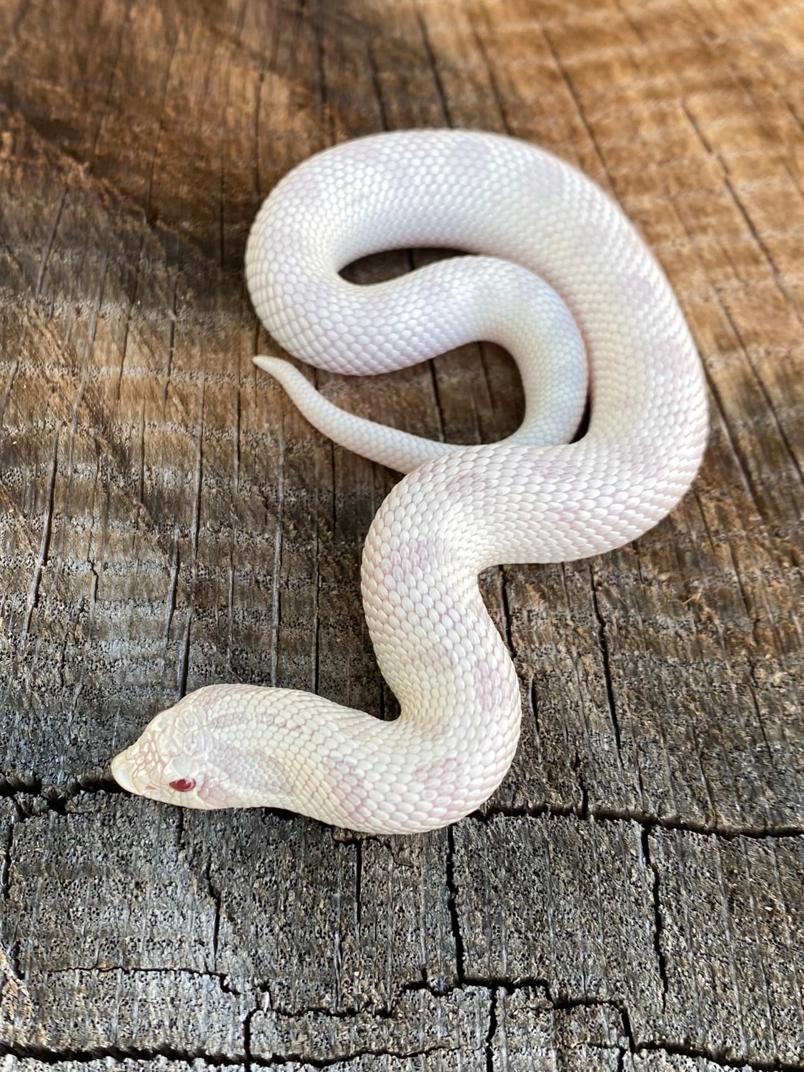Snow Conda (Yeti) Western Hognose by R C Royal Morphs MorphMarket