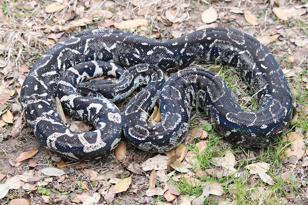 Jasmine Peruvian LongTailed Boa Constrictor by CrispySnakes MorphMarket