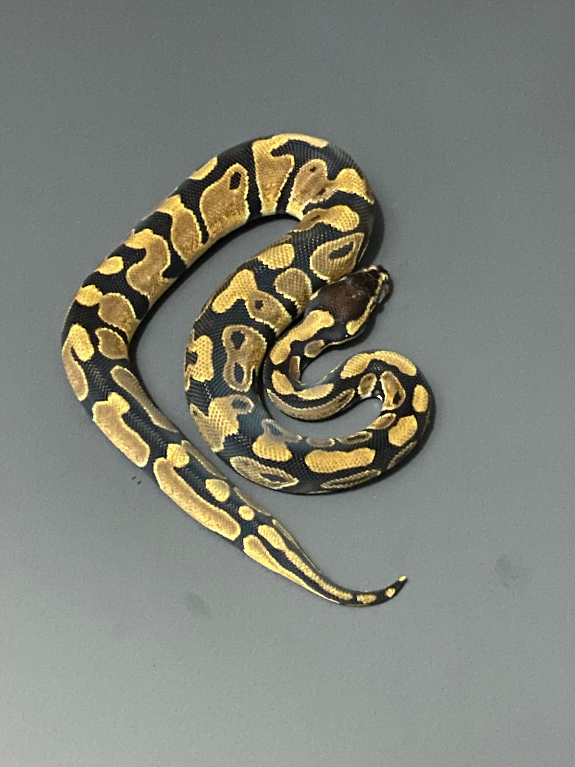 Normal Ball Python by Smokin_morphs CSR - MorphMarket