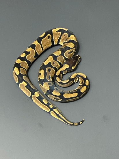Normal Ball Python by Smokin_morphs CSR