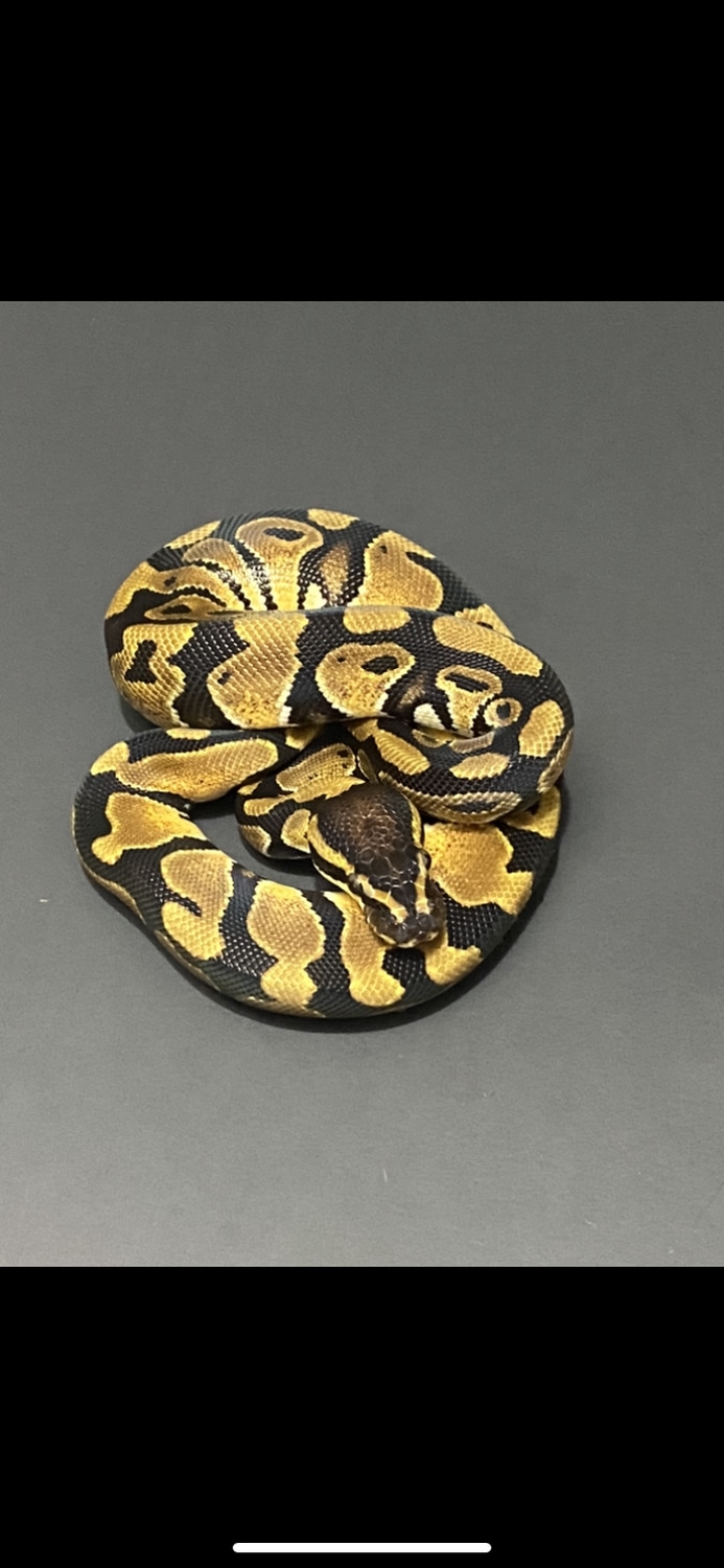 Normal Ball Python by Smokin_morphs CSR - MorphMarket