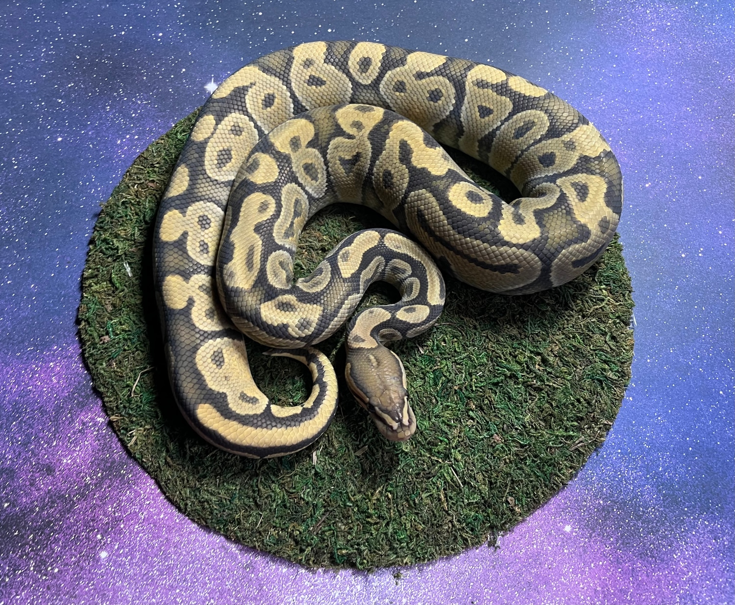 Hypo 66% Het Rainbow Ball Python by Critical Constrictors - MorphMarket