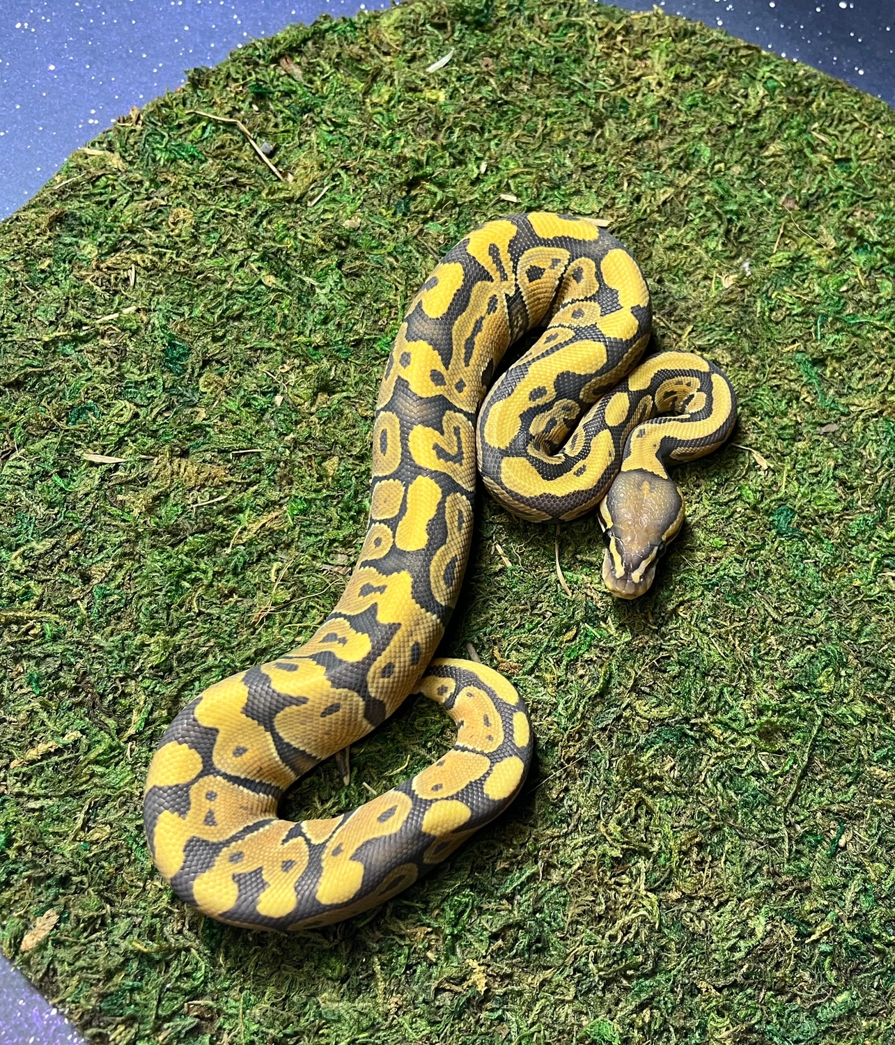 Hypo 66% Het Rainbow Ball Python by Critical Constrictors - MorphMarket