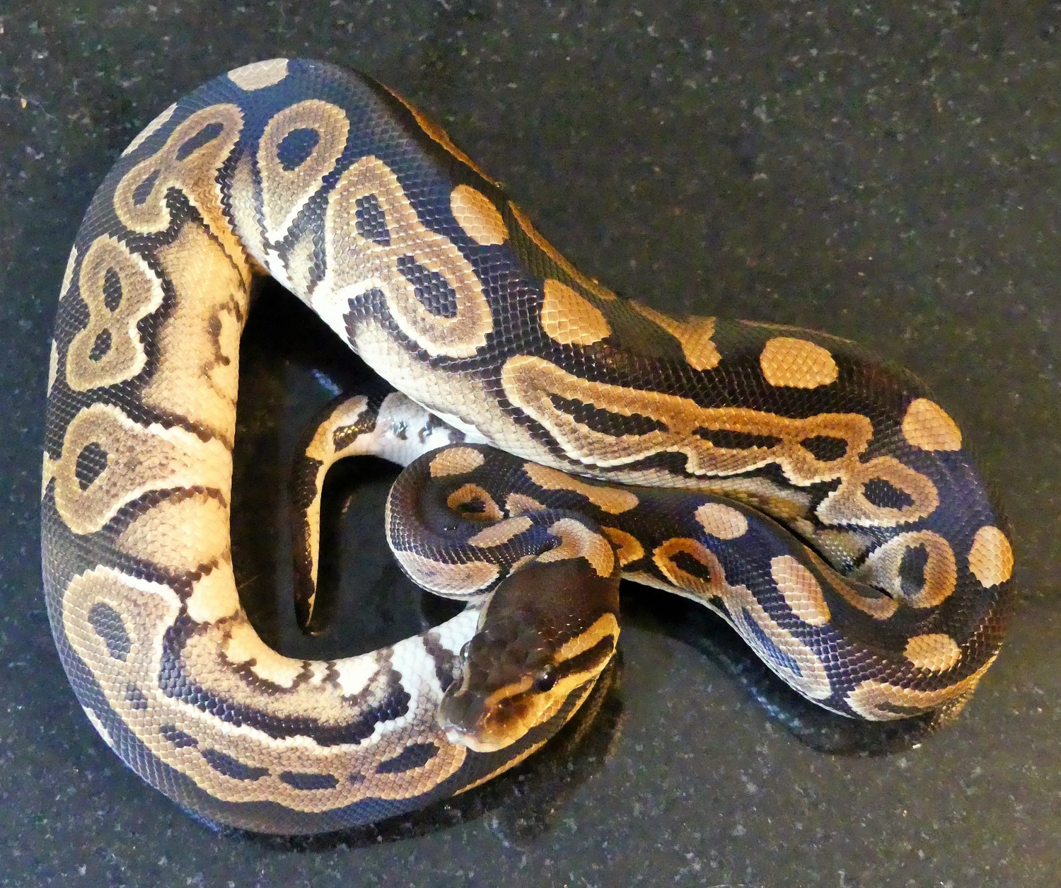Cinnamon SHIPPING INCLUDED IN THE PRICE Ball Python by Odd Balls One