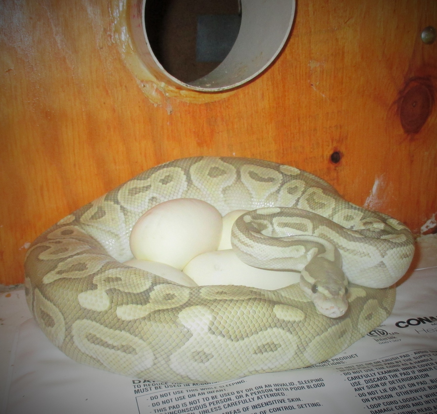 Butter Ghost FREE SHIPPING Ball Python by Odd Balls: One-of-a-Kind Ball ...