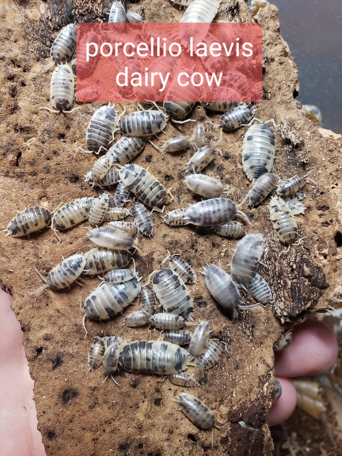 10ct Dairy Cow Isopod by Ken's critters MorphMarket