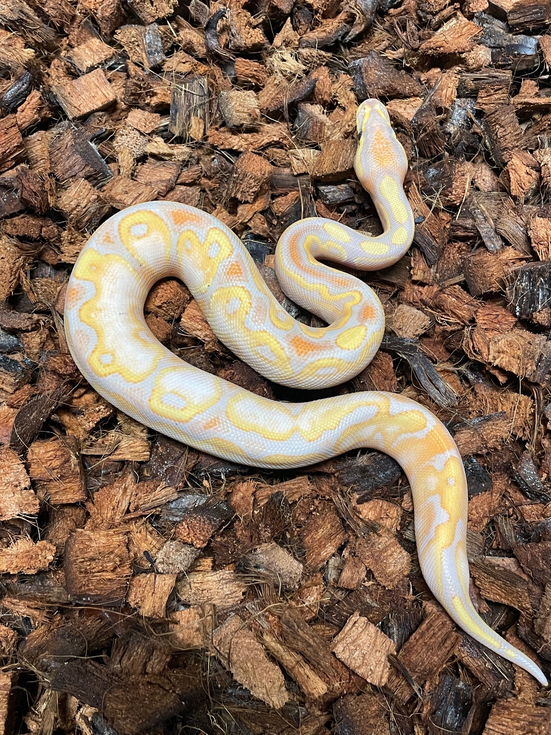 Banana Od Sugar Ball Python by Crittersltd - MorphMarket