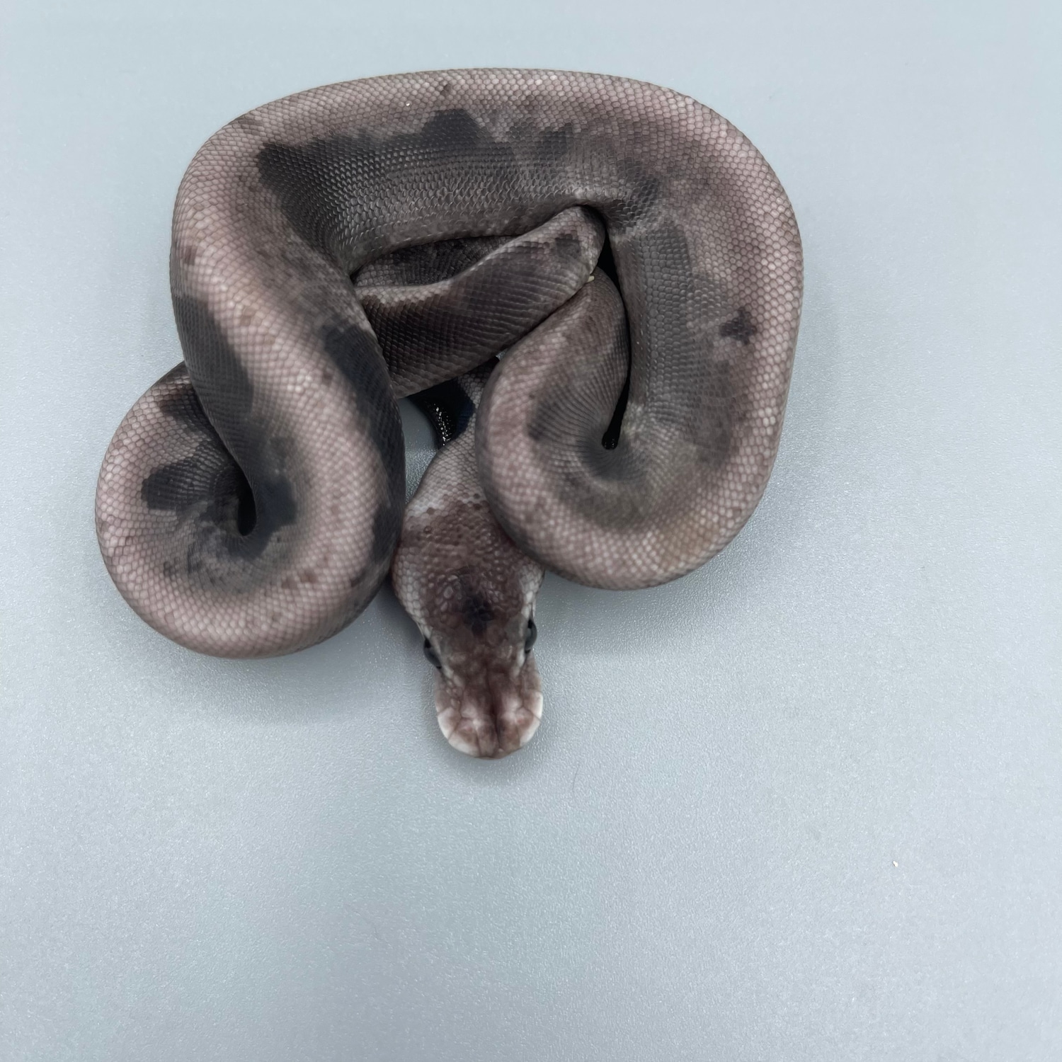 Silver Bullet Ball Python by Soul-Less Exotics - MorphMarket