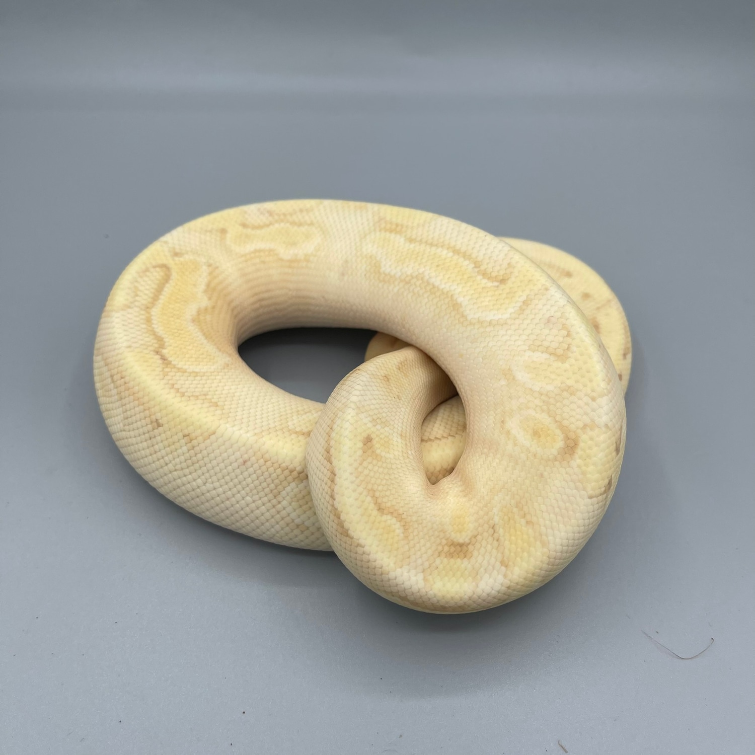 Banana Champagne Enchi Ball Python by SoulLess Exotics MorphMarket