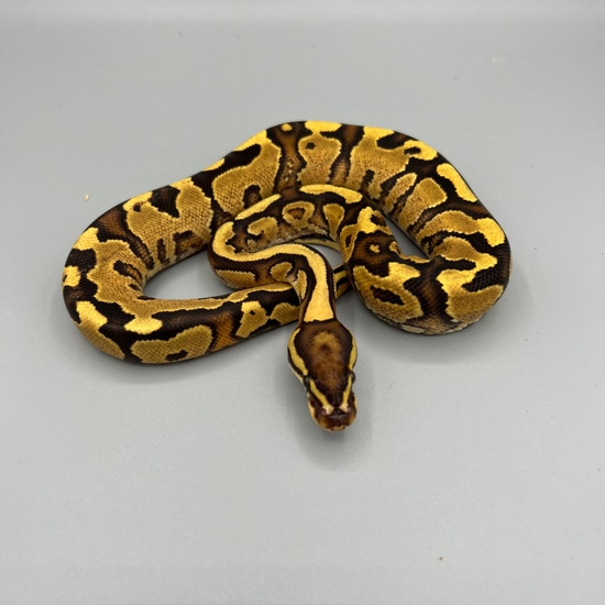 VETERANS DAY DISCOUNT Fire Yellow Belly Ball Python by Soul-Less Exotics