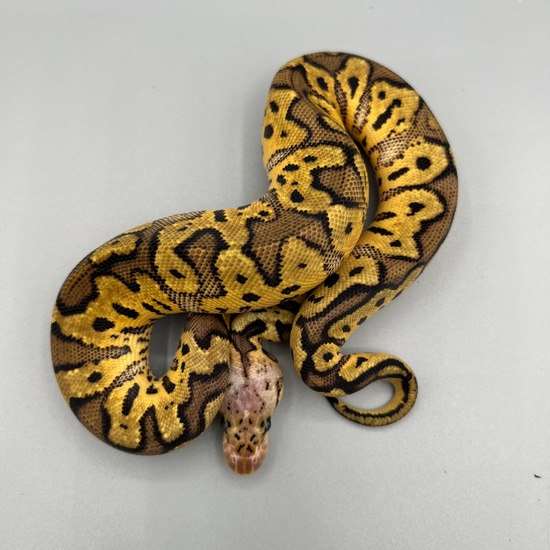 Pastel Clown Ball Python by Soul-Less Exotics