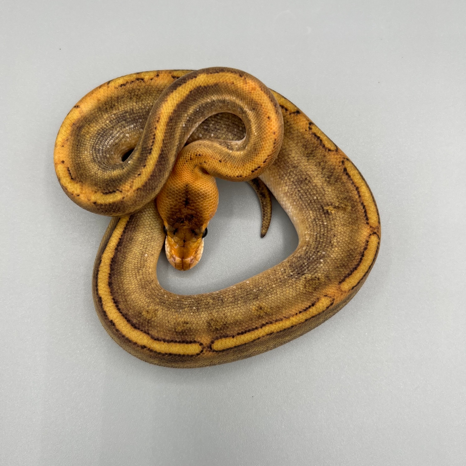 Champagne Ball Python by Soul-Less Exotics - MorphMarket