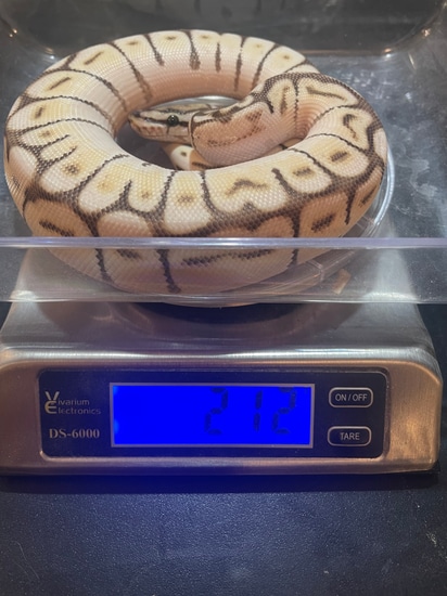 Fire Lesser Spider Ball Python by Brew city morphs