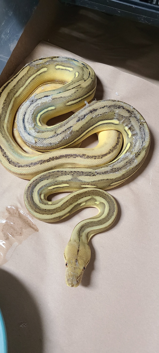 2019 Phantom Sunfire Tiger Reticulated Python by Happy Herps - MorphMarket