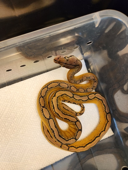 Lemonglow Motley Het Caramel/Clark Albino Reticulated Python by Saint ...