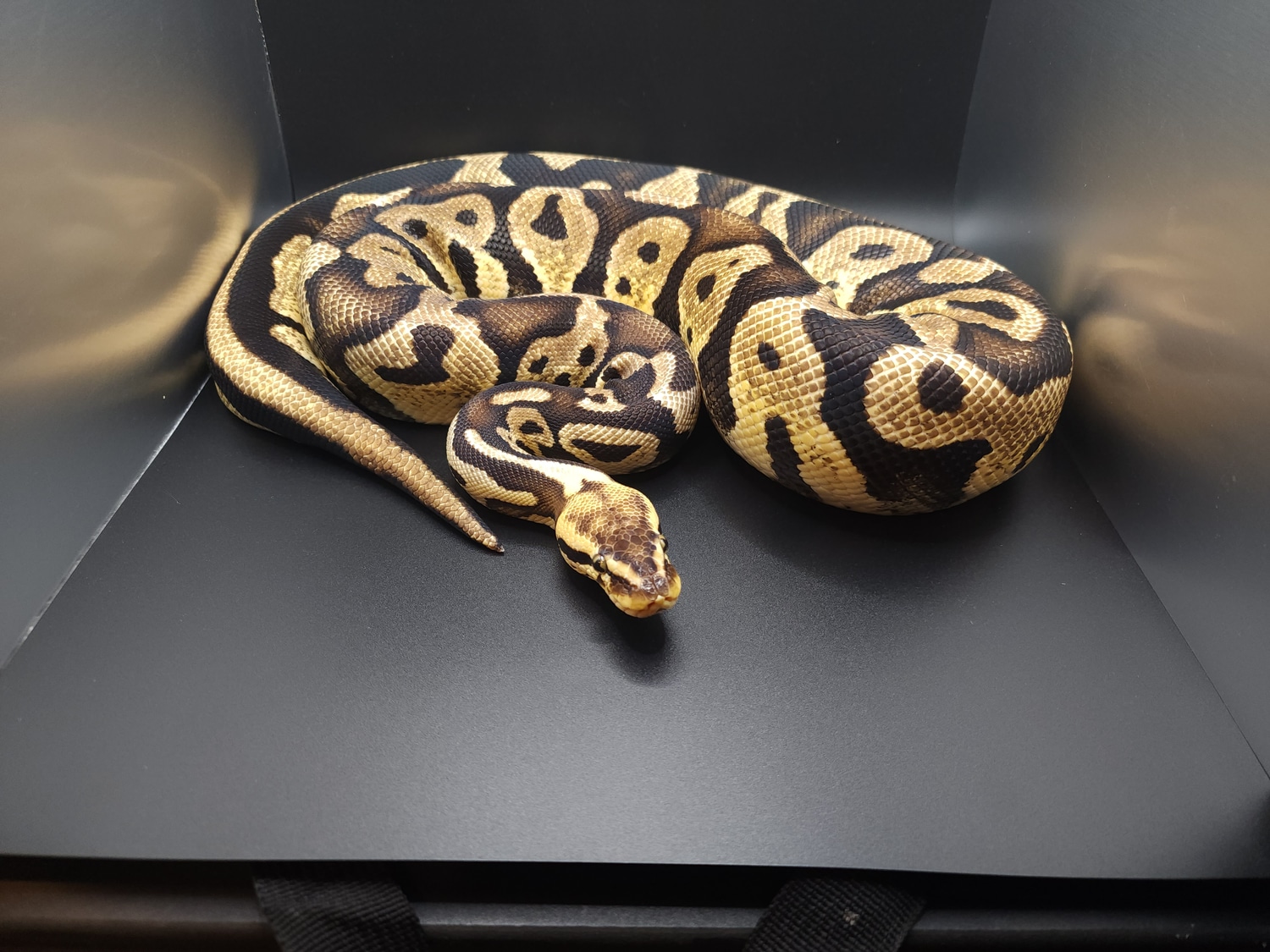 Pastel Ball Python by Twisted Scales Exotics - MorphMarket