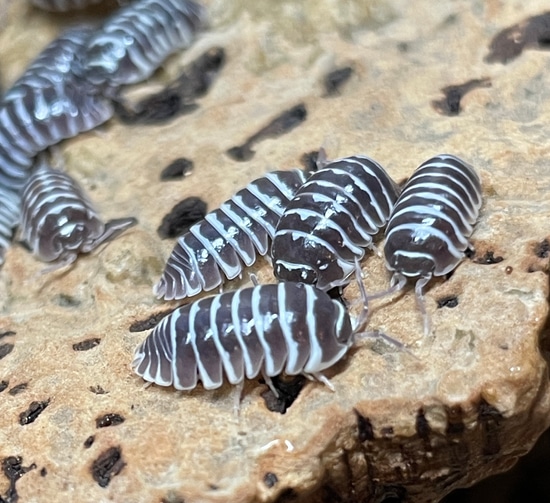 40+ Chocolate Zebra Isopods (Armadillidium Maculatum) by Crown Jewel