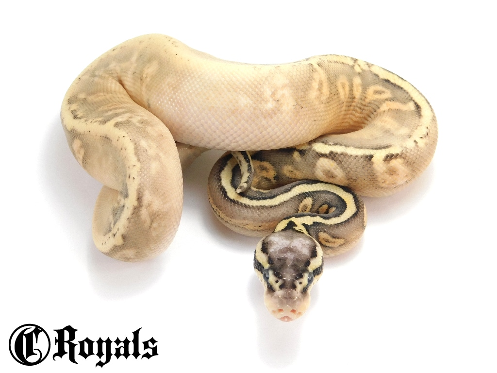Calico Firefly YB Spotnose Enchi??? Possible OD Ball Python by C Royals ...