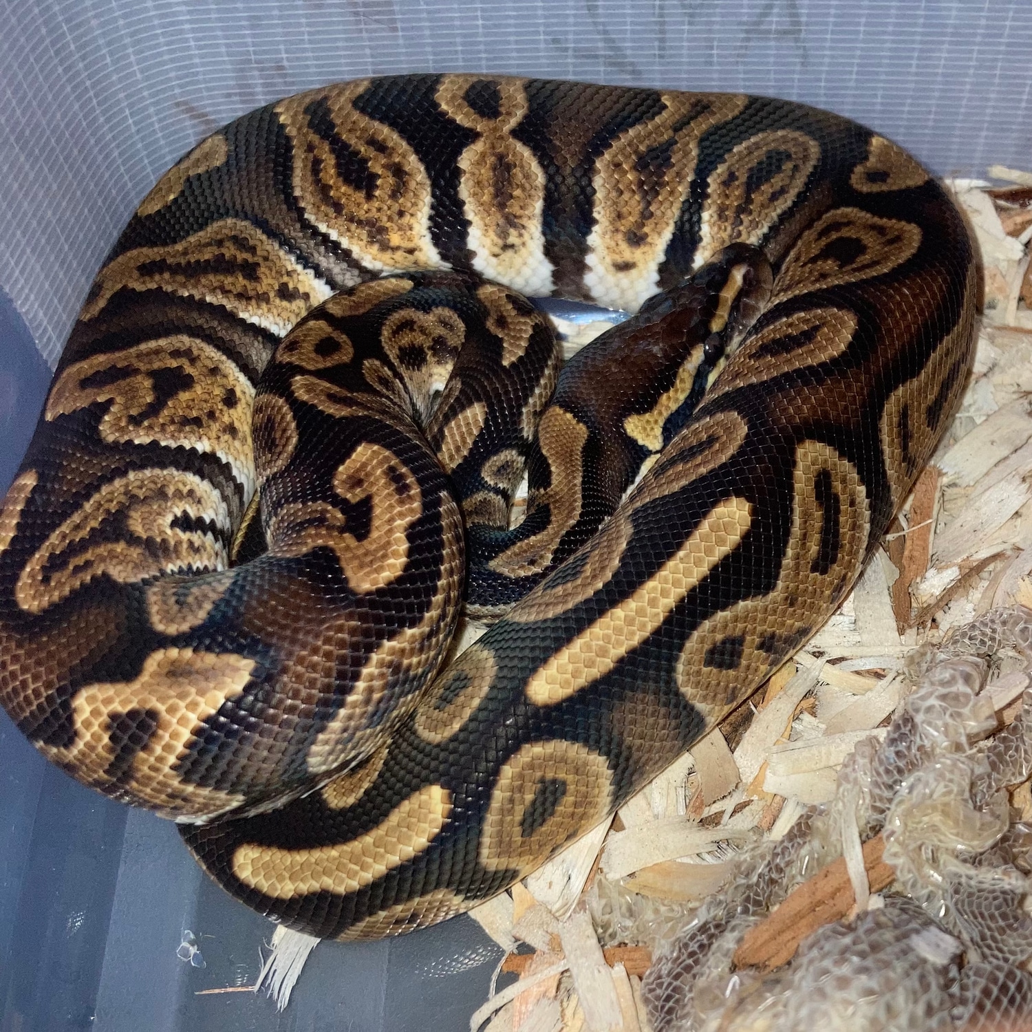 GHI OD Ball Python by C Royals Reptiles - MorphMarket