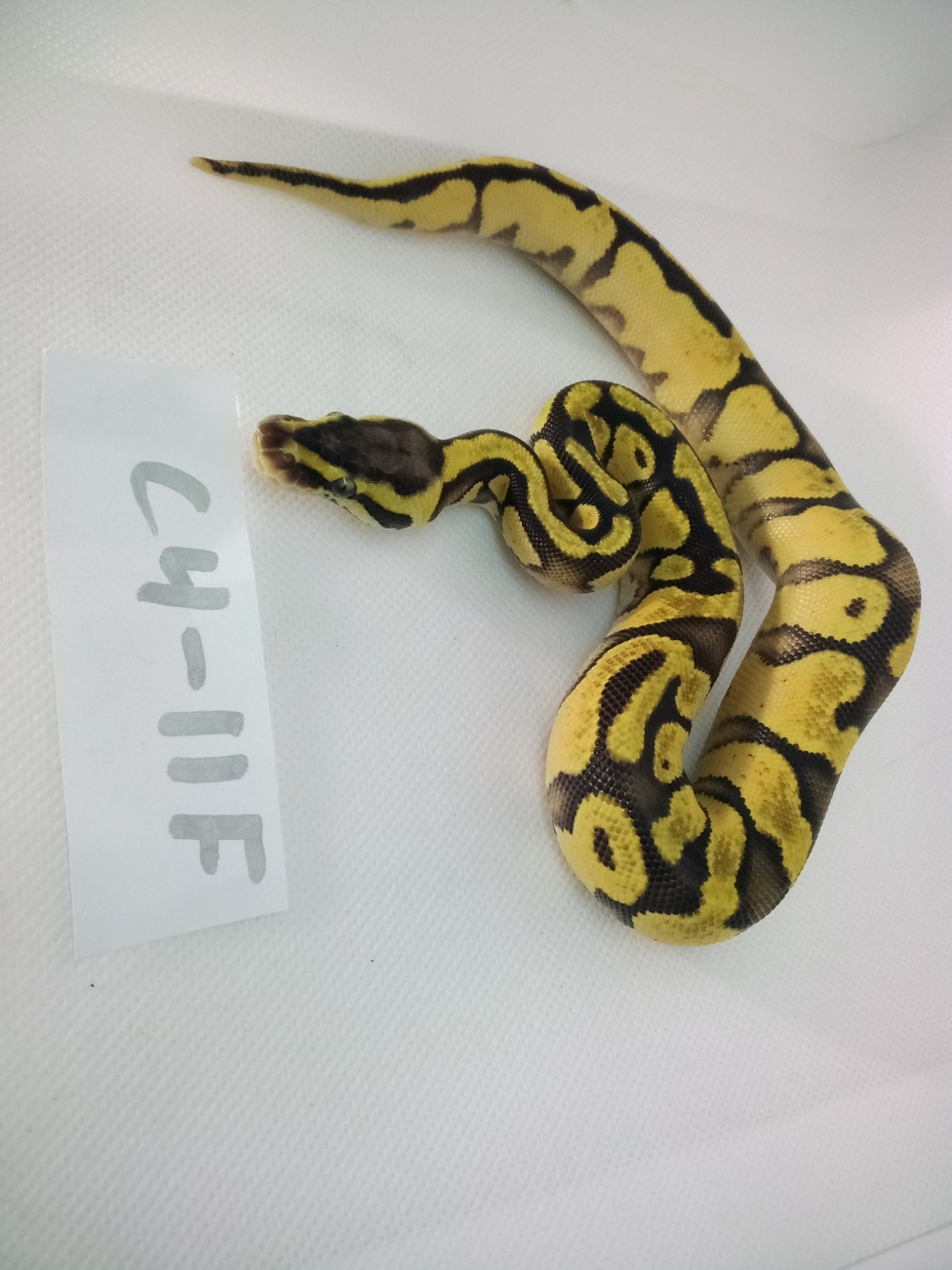 Pastel Enchi Fire/vanilla Het Pied Ball Python by Sizer's Serpents