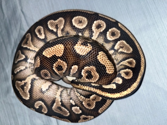 Phantom Yellow Belly Ball Python by Sizer's Serpents