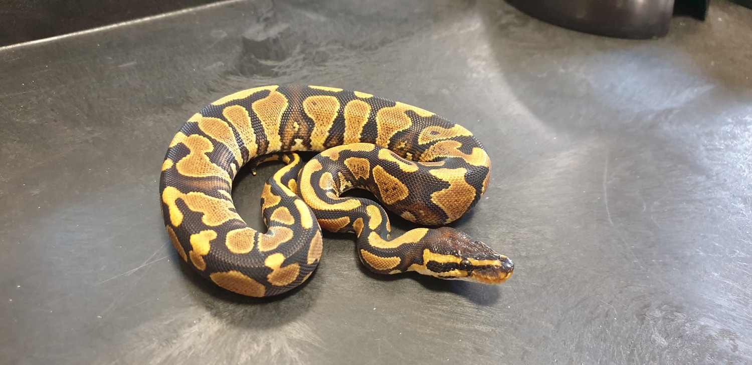 Yellow Belly/Gravel Ball Python by TakaTukaPythons MorphMarket
