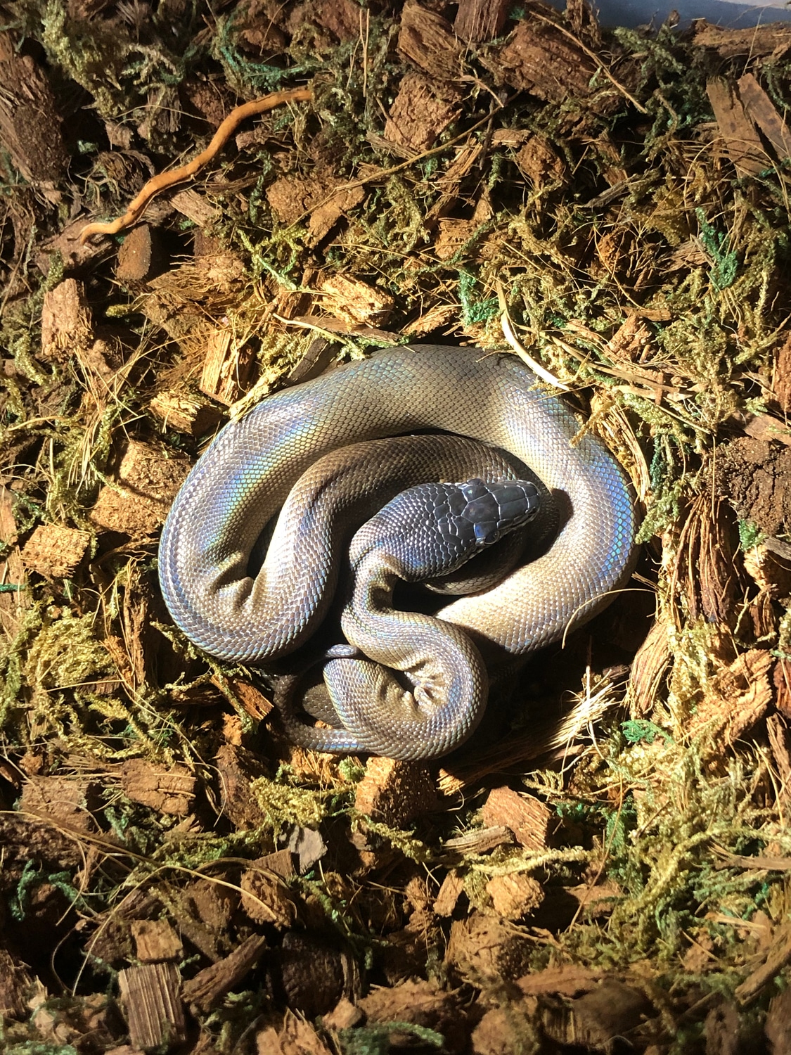 Northern White Lip Python White-lipped Python by Los Exoticos - MorphMarket