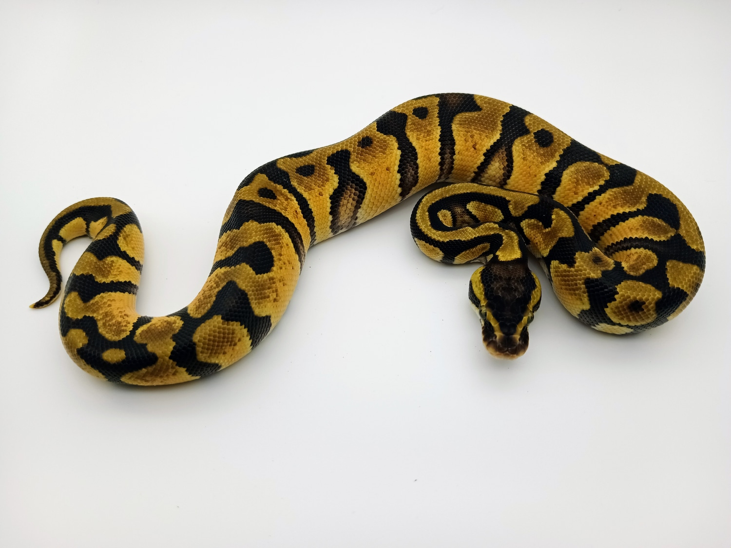 Pastel Enchi Het Pied Het Desert Ghost Ball Python by Mighty morpher
