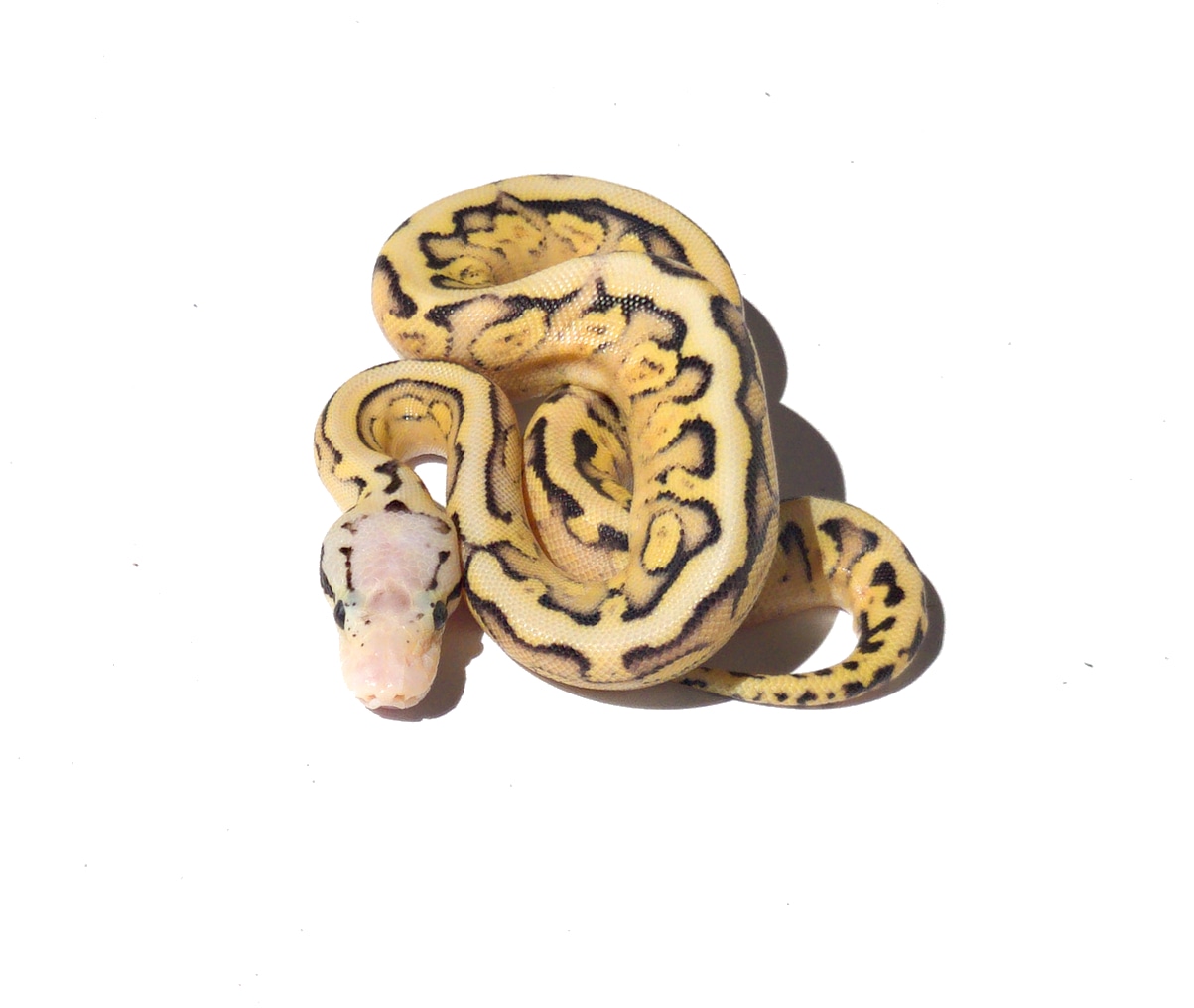 ココナッツベイビー Spotnose Red Stripe GHI YB Superfly Het Clown Ball Pythons