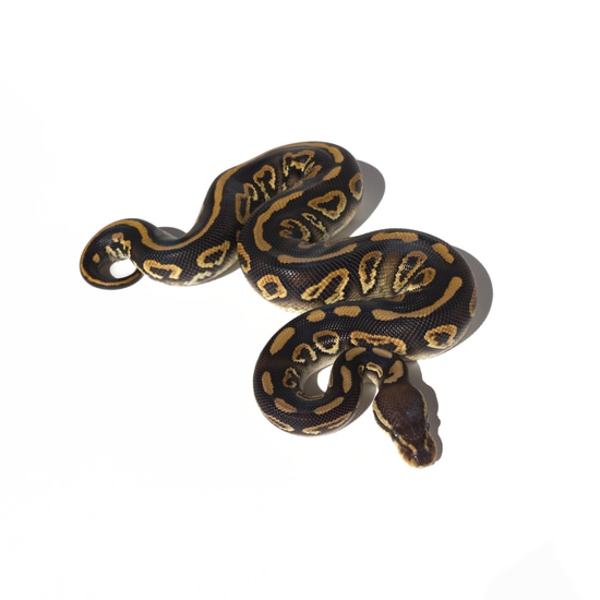 Mystic Black Pastel Het Clown Ball Python by Crypticoils Pythons