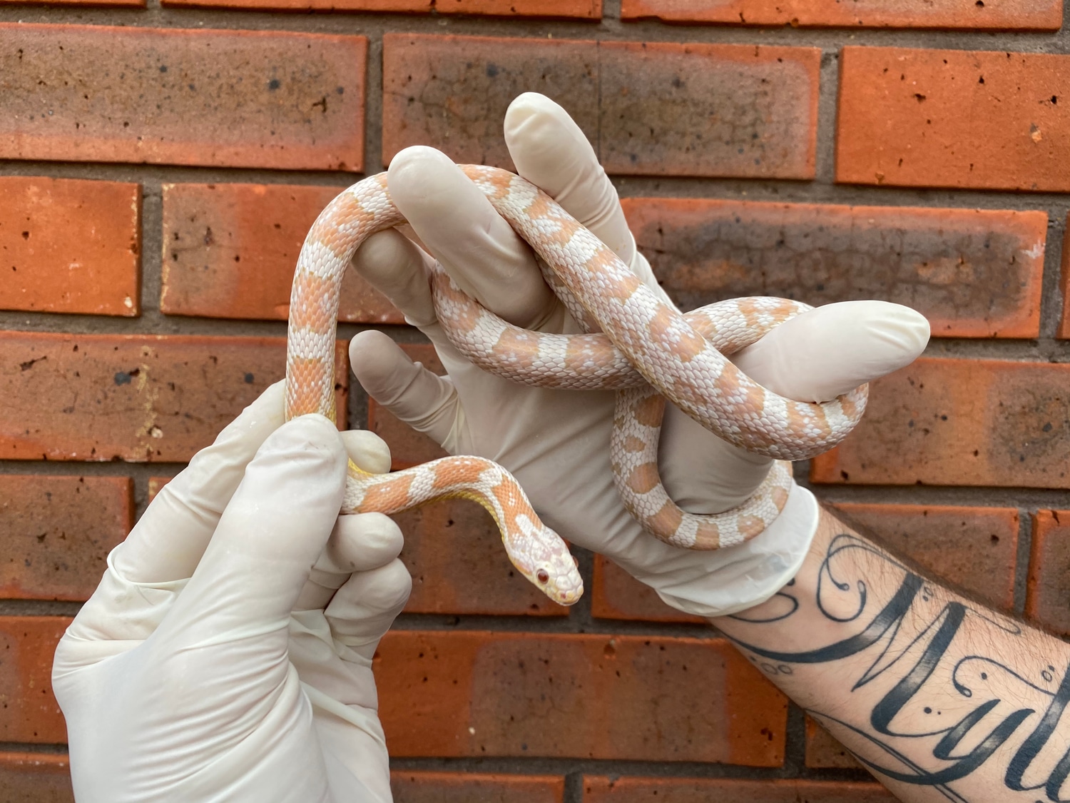 BubbleGum Snow Corn Snake by Crystal Palace Reptiles - MorphMarket