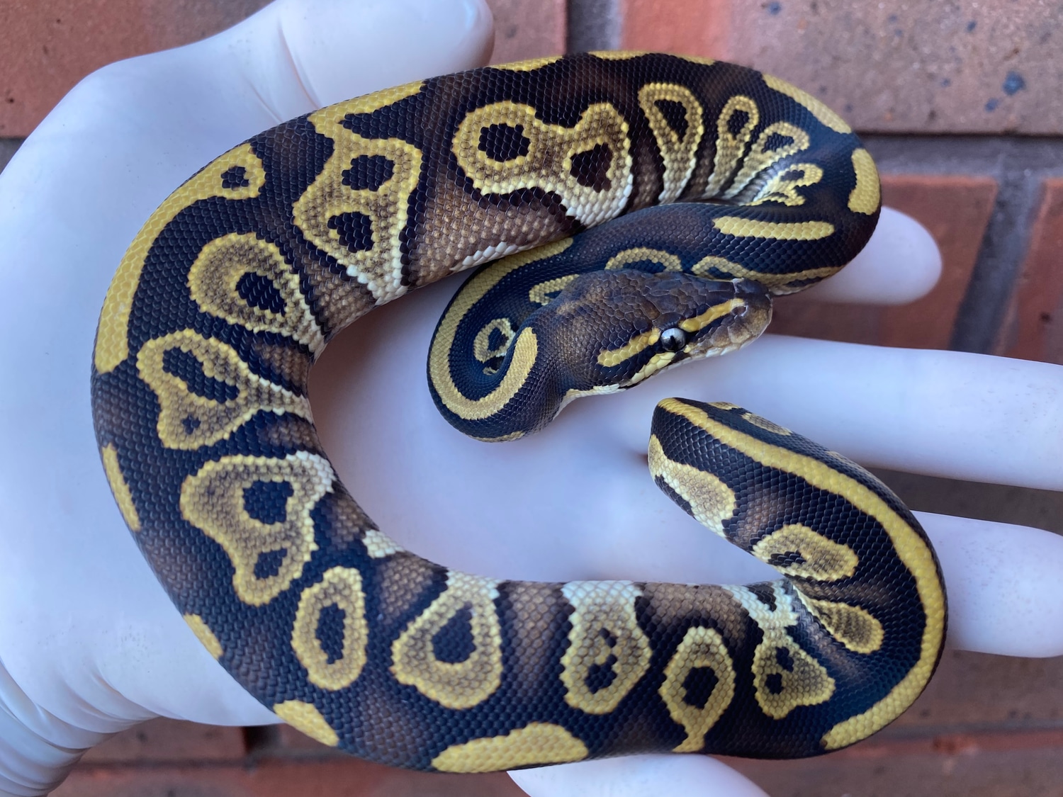 Mojave Glow Ball Python by Crystal Palace Reptiles - MorphMarket