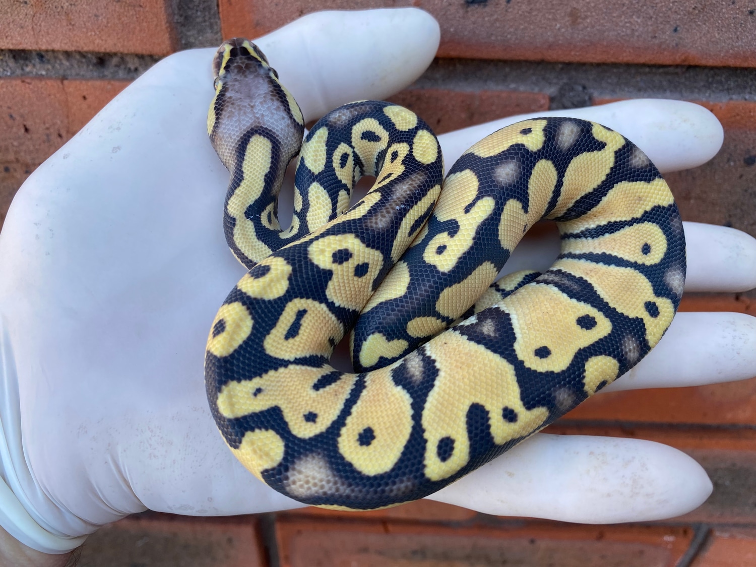 Pastel Sahara DesertGhost Ball Python by Crystal Palace Reptiles ...