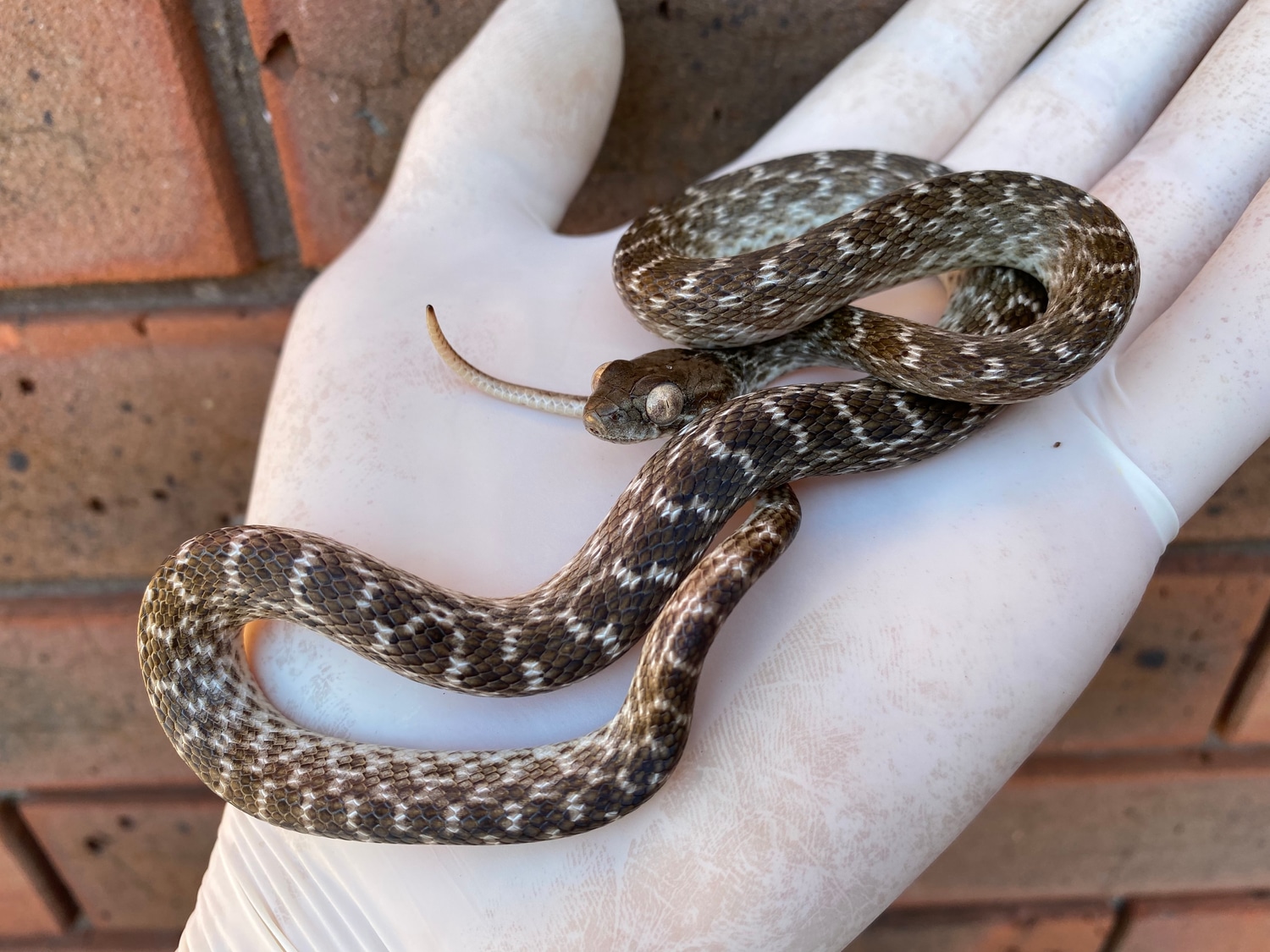 Madagascar Cat Eyed Snake (Madagascarophis Colubrinus) More Colubrid by