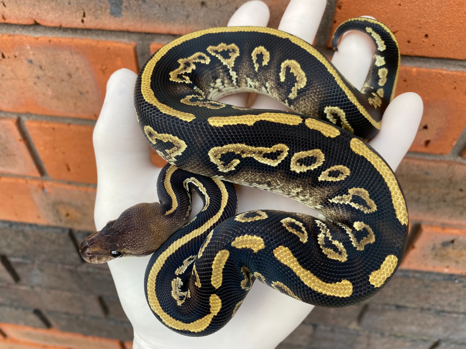 Acid Mahogany Mystic Ball Python by Crystal Palace Reptiles - MorphMarket
