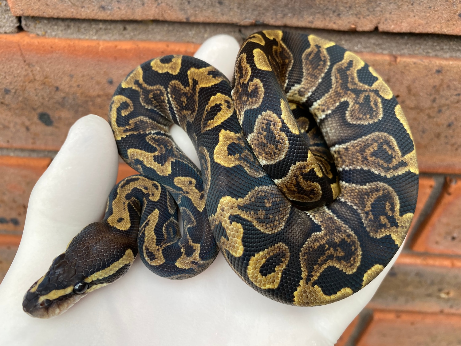 GHI Ball Python by Crystal Palace Reptiles - MorphMarket